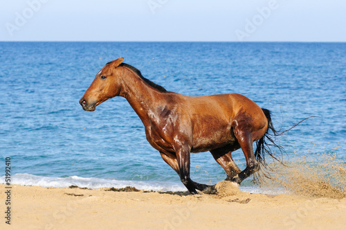 Bay horse playing in the sand