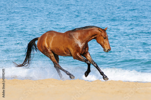 The horse runs on sea waves