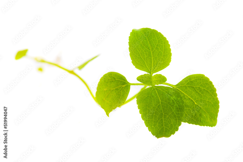 Obraz premium Vector fresh mint leaves on a white background