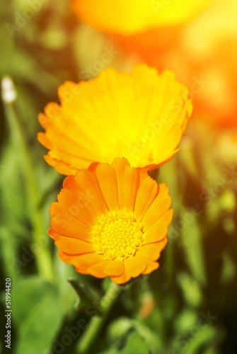 Orange flower of calendula