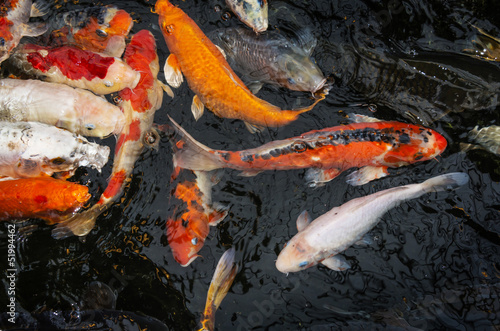 koi carps in a pond