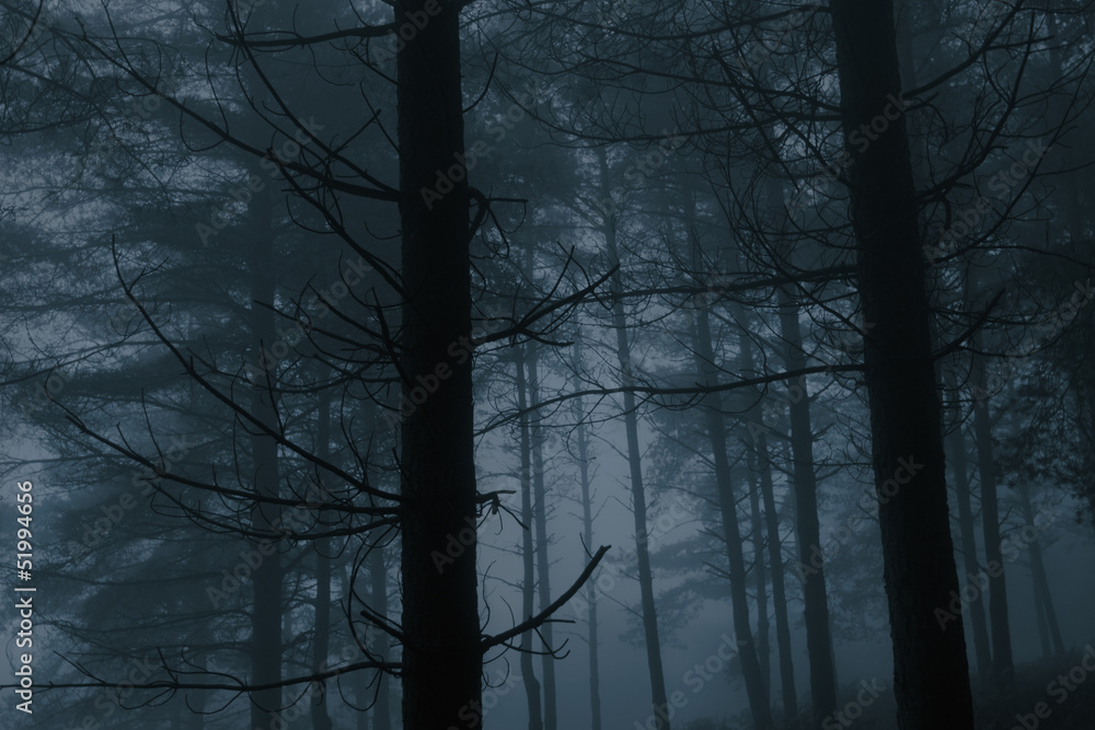 Foggy pinewood at dusk Foggy pinewood at dusk