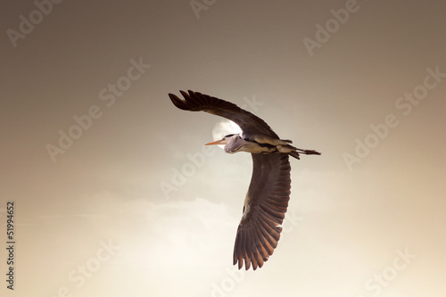 Flight of an heron at sunset