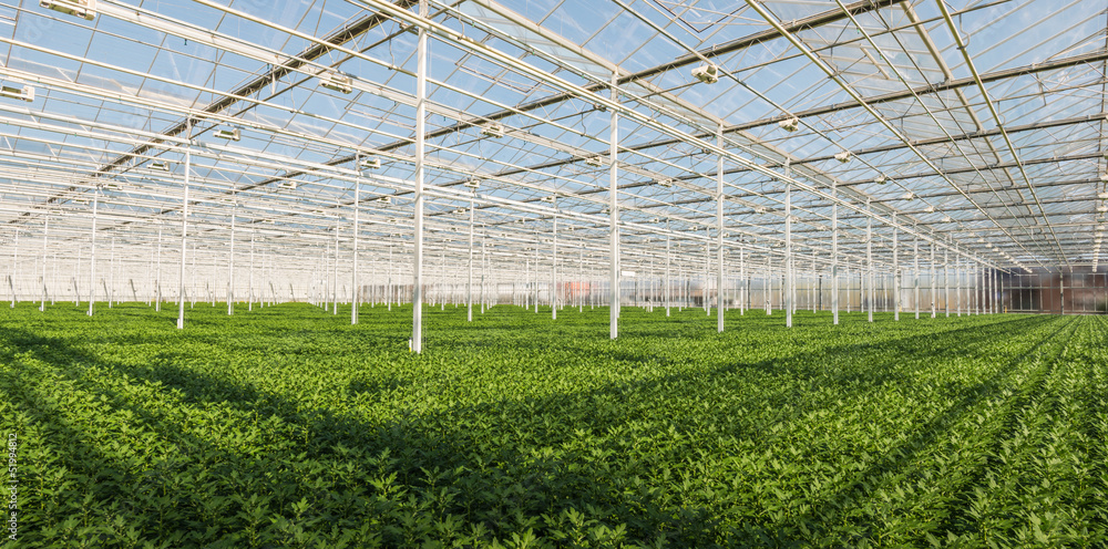 Young Chrysanthemum plants in a Dutch greenhouse