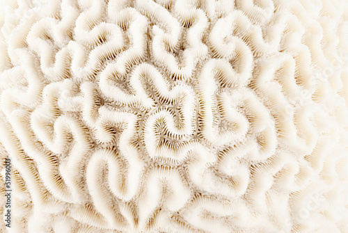 Brain coral.