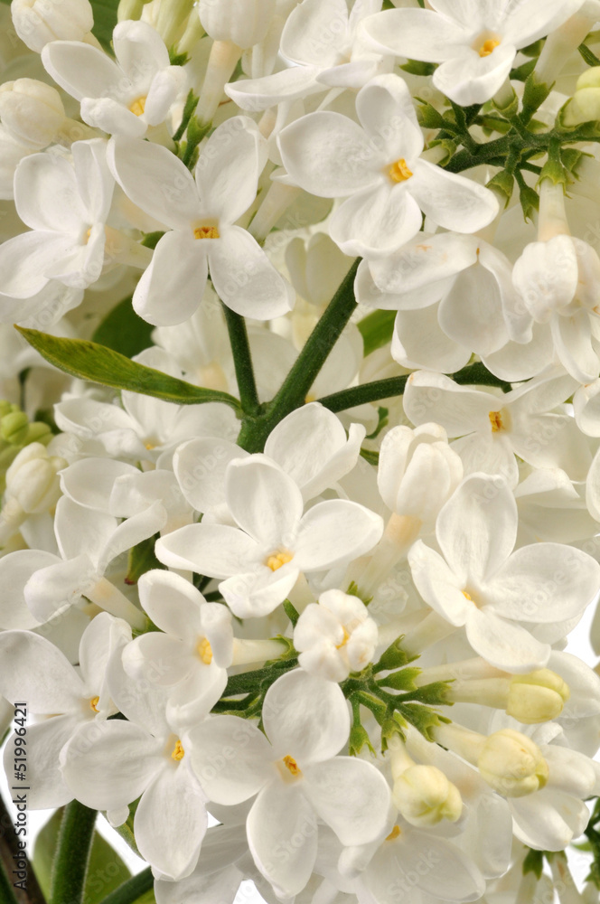 Obraz premium Lilas blanc