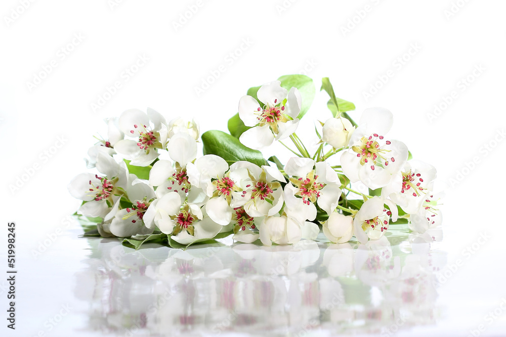 Flowers of pear on white
