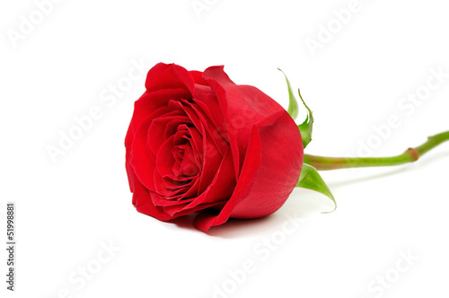Leinwanddruck Bild - Serghei V : Beautiful red rose isolated on white background