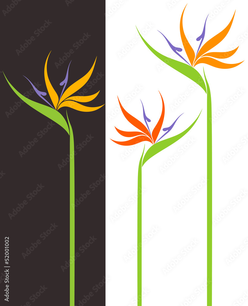 Fotografie Bird of Paradise