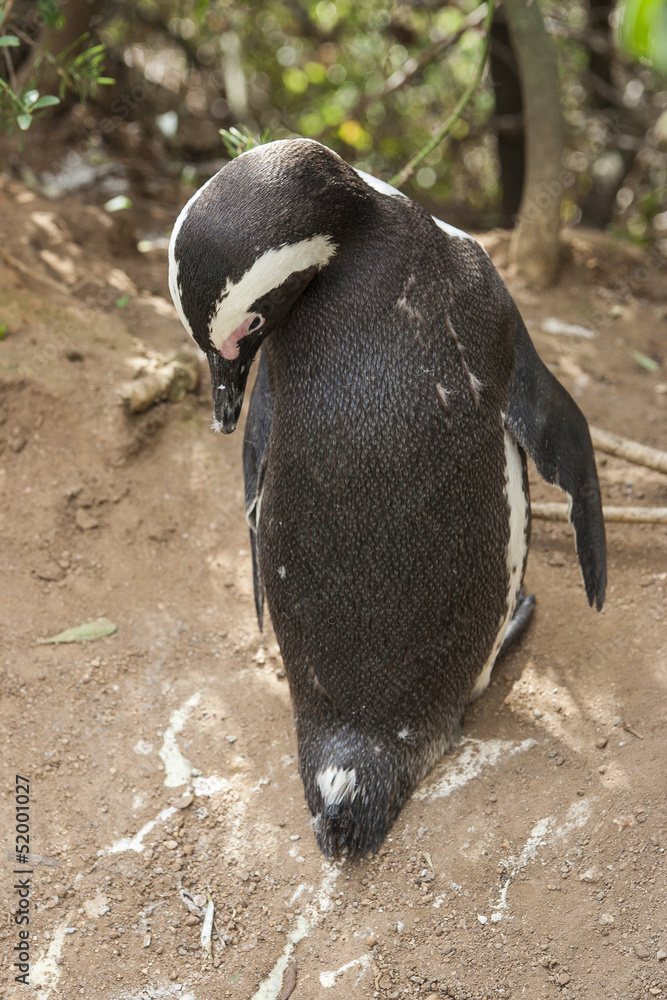 Fototapeta premium South African penguin