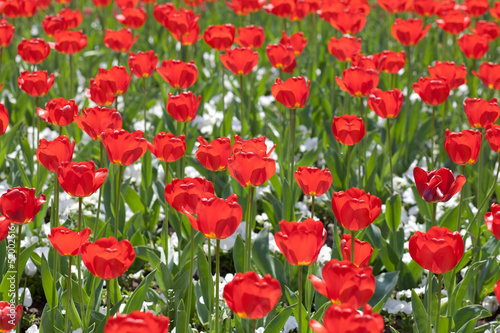 red flowers