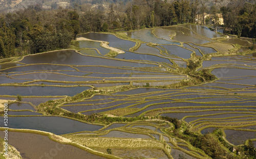 Rice terraces of yuanyang