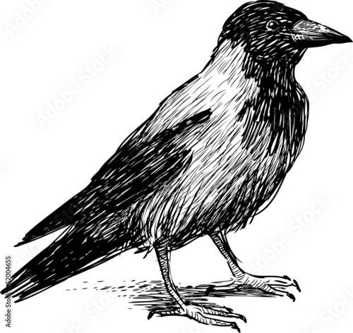 big crow