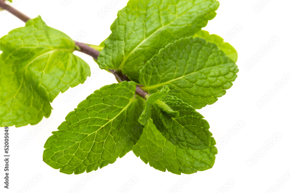 Pepper mint Pepper mint