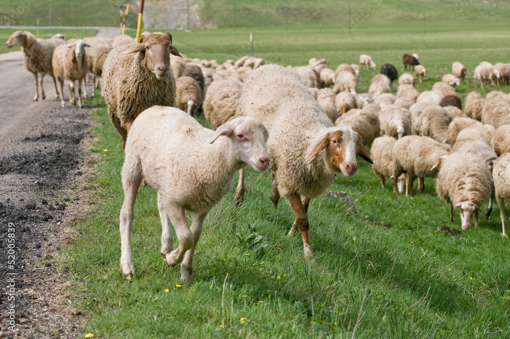 Fototapeta premium sheep grazing