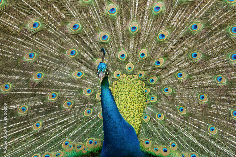 Obraz premium peacock displaying plumage