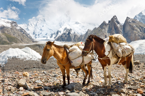 Pack Horses in the Karakorum, Pakistan