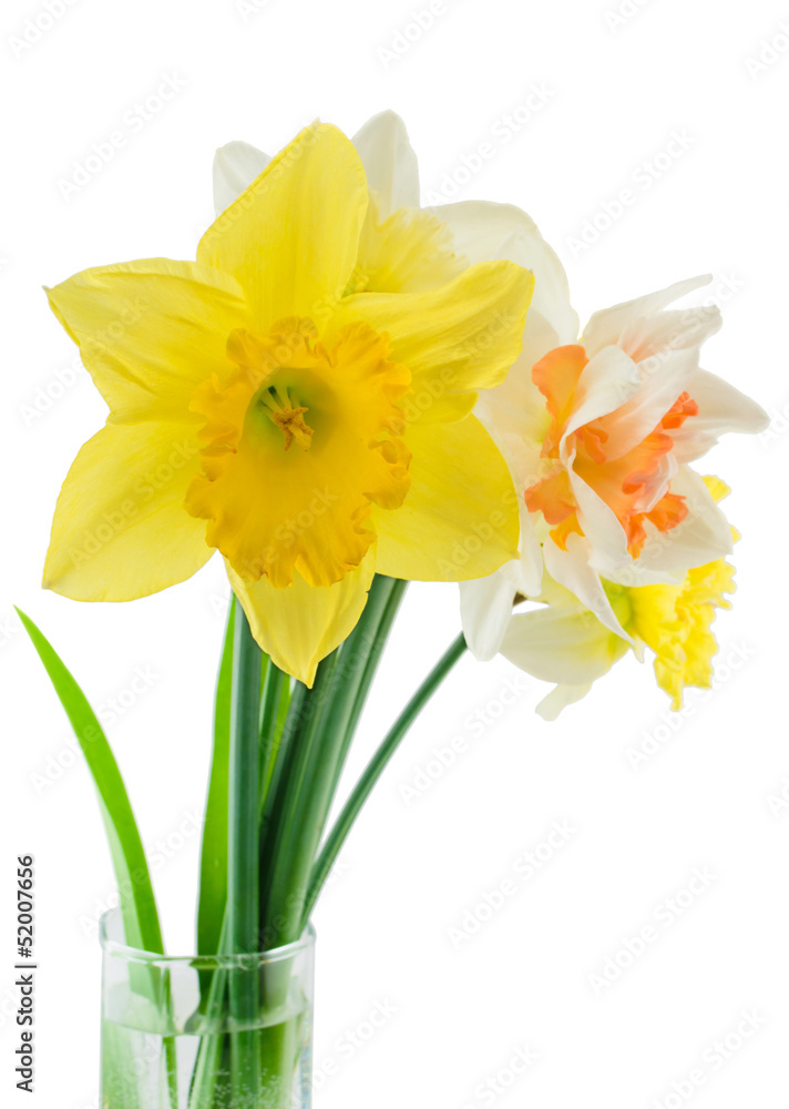 Narcissuses in a glass Narcissuses in a glass