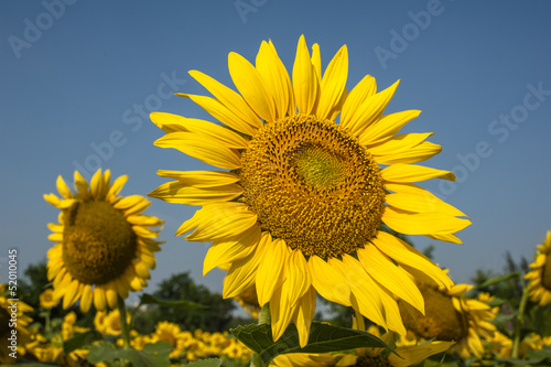 Closeup of blooming sunflower