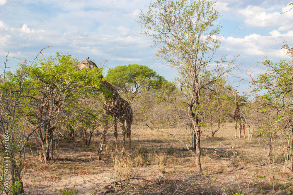 Wild Reticulated Giraffe,African landscape in Kruger Park, UAR