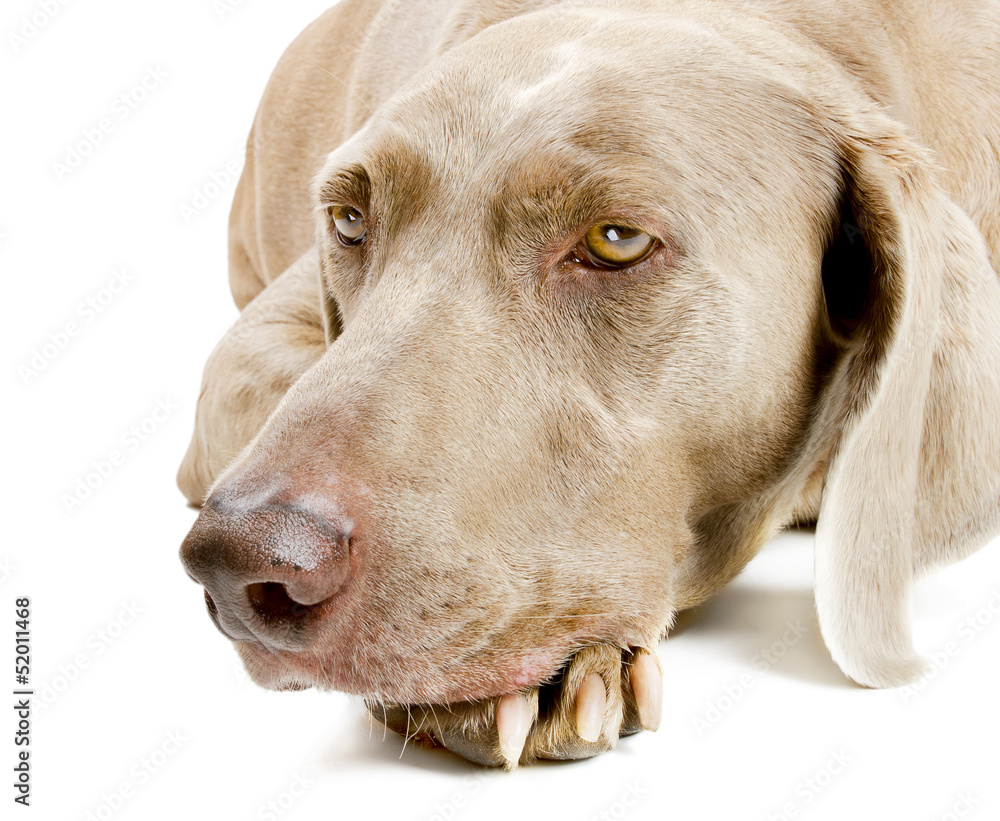 Dog lying Dog lying