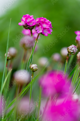 Alpine flowers