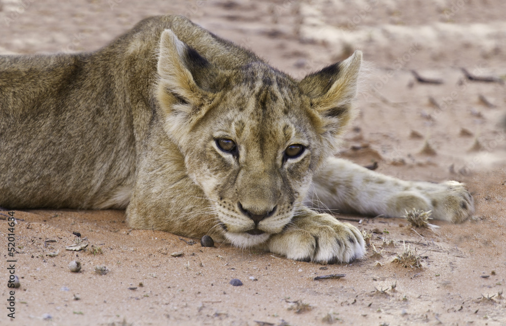 Obraz premium Lion cub lay on sand