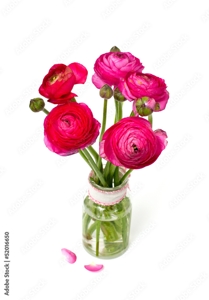 pink ranunculus in a glass vase pink ranunculus in a glass vase