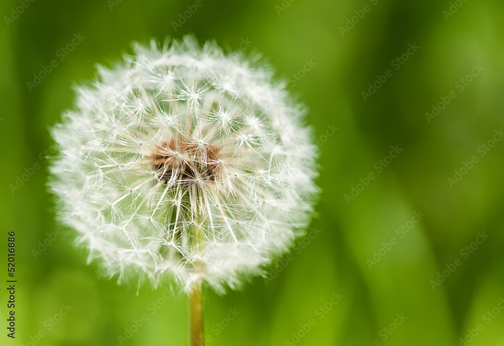 Fototapeta premium one big dandelion on grass background