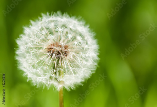 one big dandelion on grass background