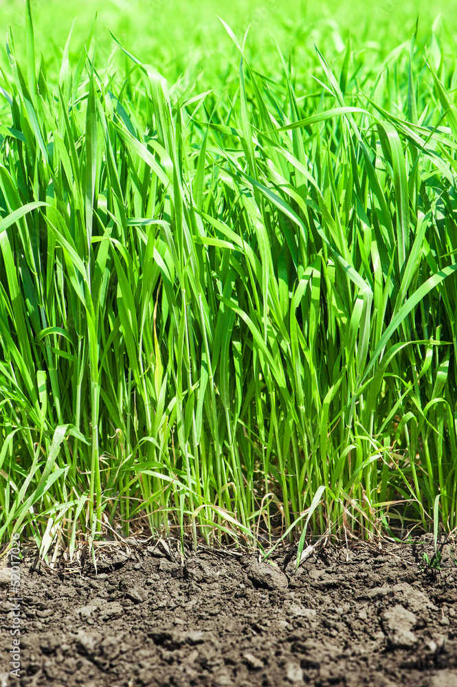 Obraz premium green grass and soil