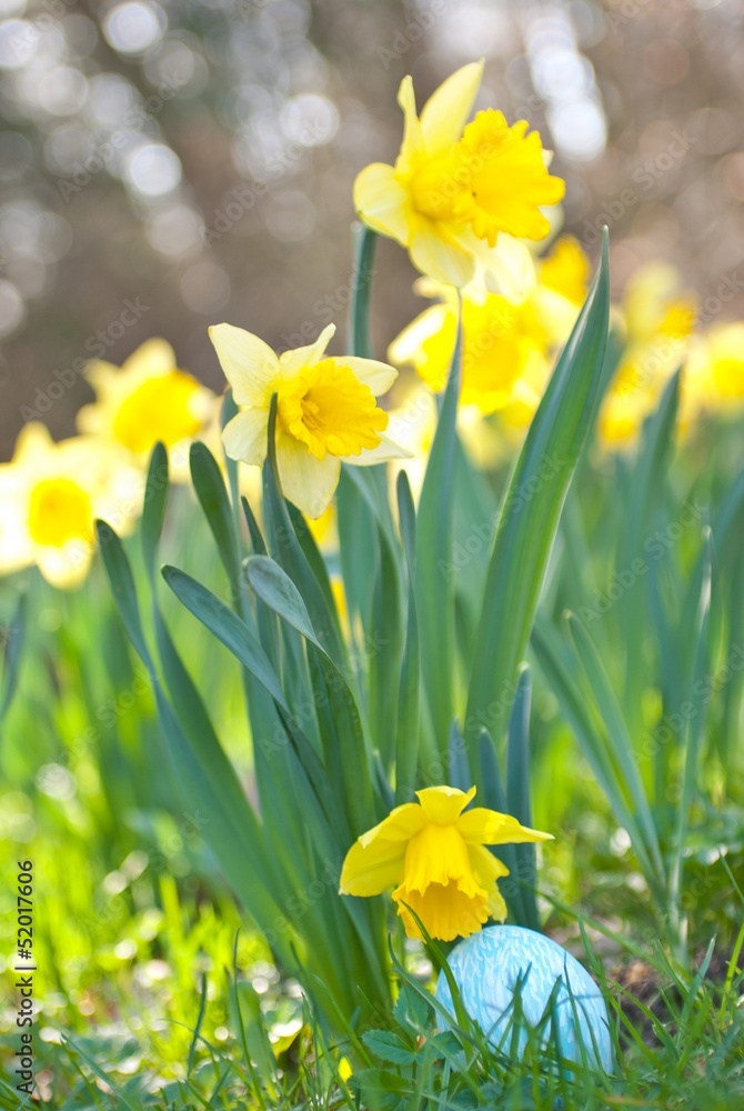 Fototapeta premium Türkisfarbenes, handbemaltes Osterei unter Narzissenblüte (Narcissus spec.), Lüneburg, Lüneburger Heide, Niedersachsen, Deutschland, Europa