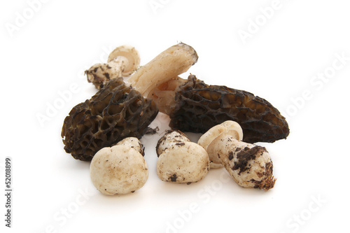 Champignons photo