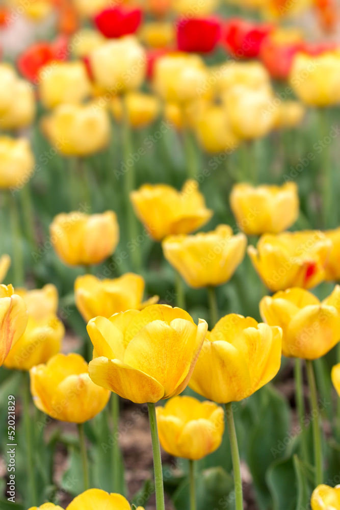 Obraz premium Yeloow tulips at spring