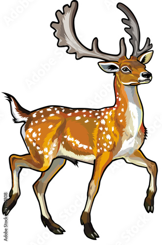 fallow deer