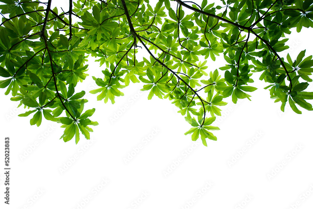 Leaves Leaves