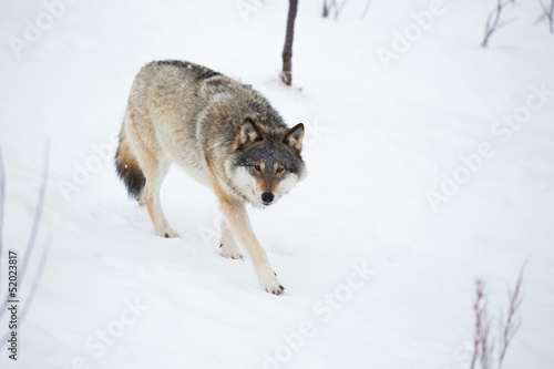 One Wolf in walking alone