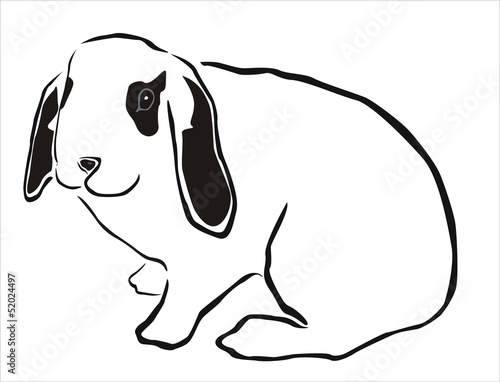 conejo blanco