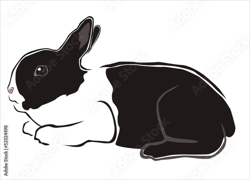 conejo blanco y negro photo