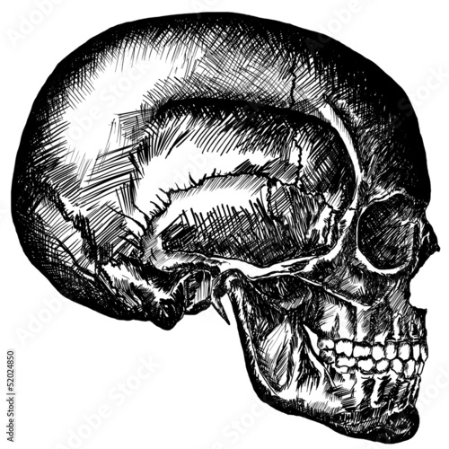 cursory drawing skull on white background
