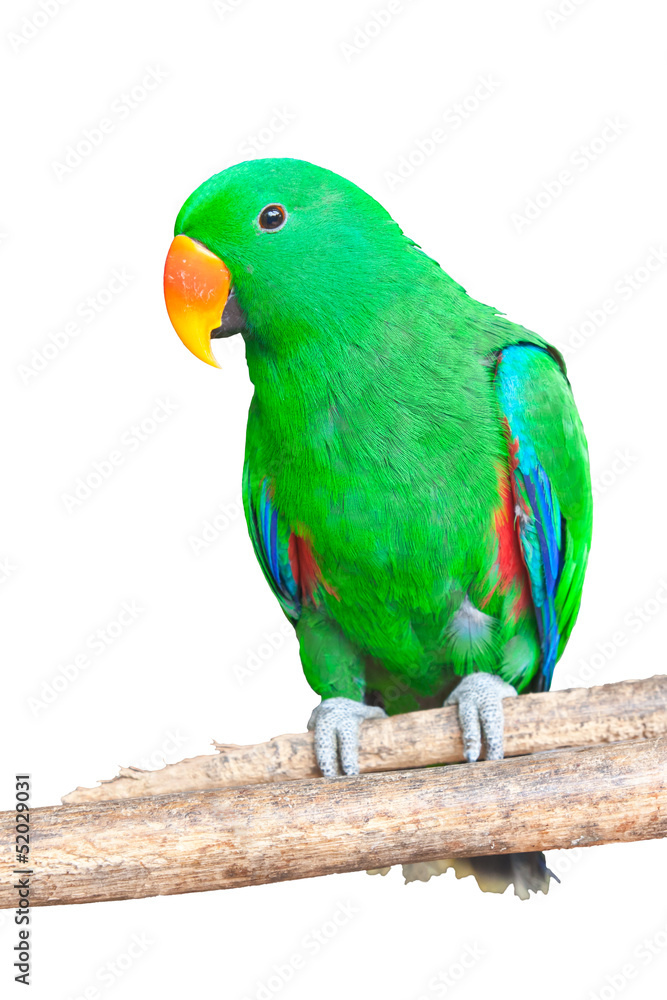 Portrait of Green Parrot, isolated on white background
