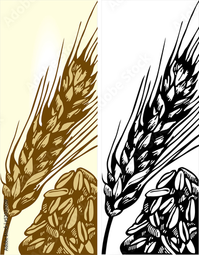wheat illustration