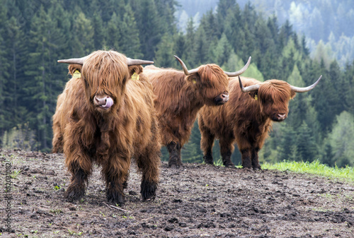 Highland Cattles auf der Weide