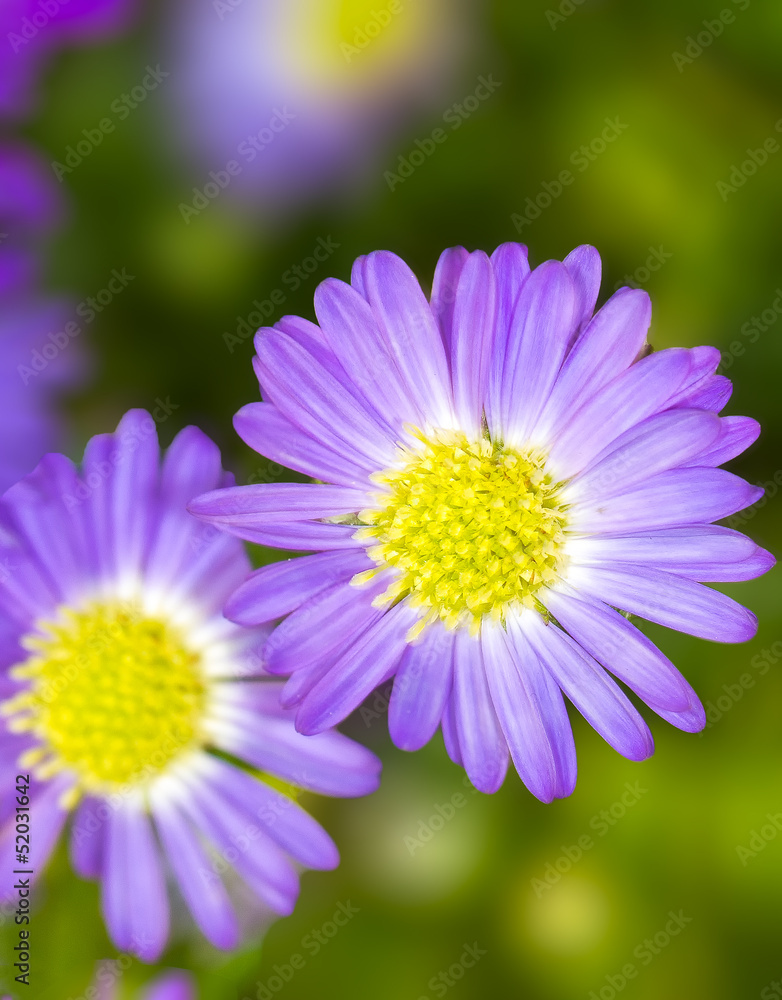 Flower Flower