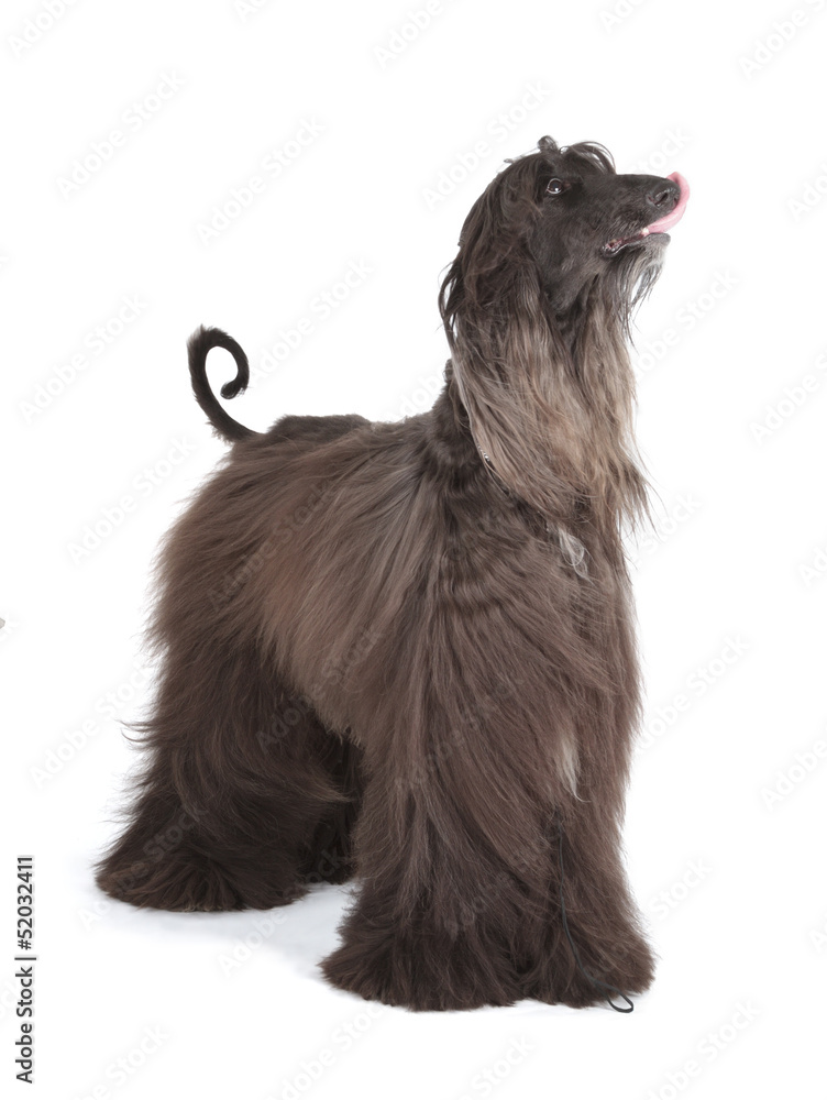 Afghan Hound Afghan Hound