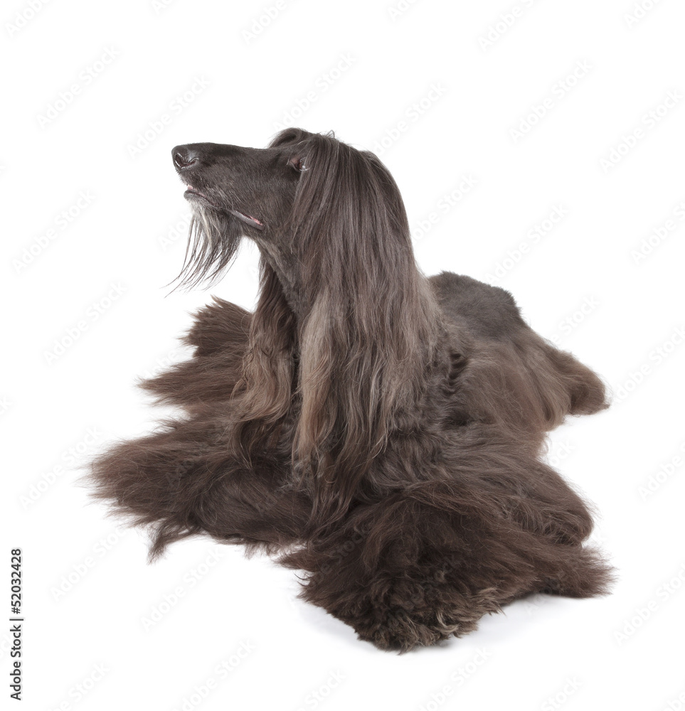 Afghan Hound Afghan Hound