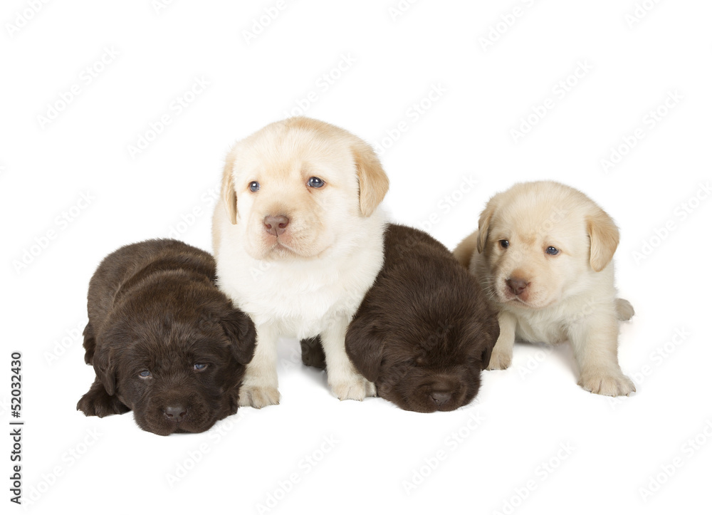 Five Labrador Retriever Puppies
