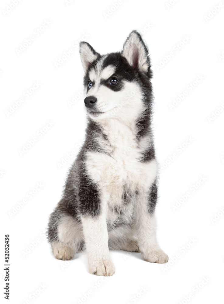 Siberian Husky Puppy