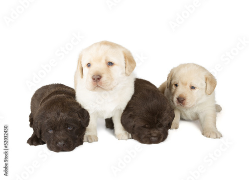 Five Labrador Retriever Puppies