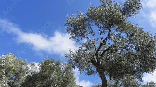 olive trees